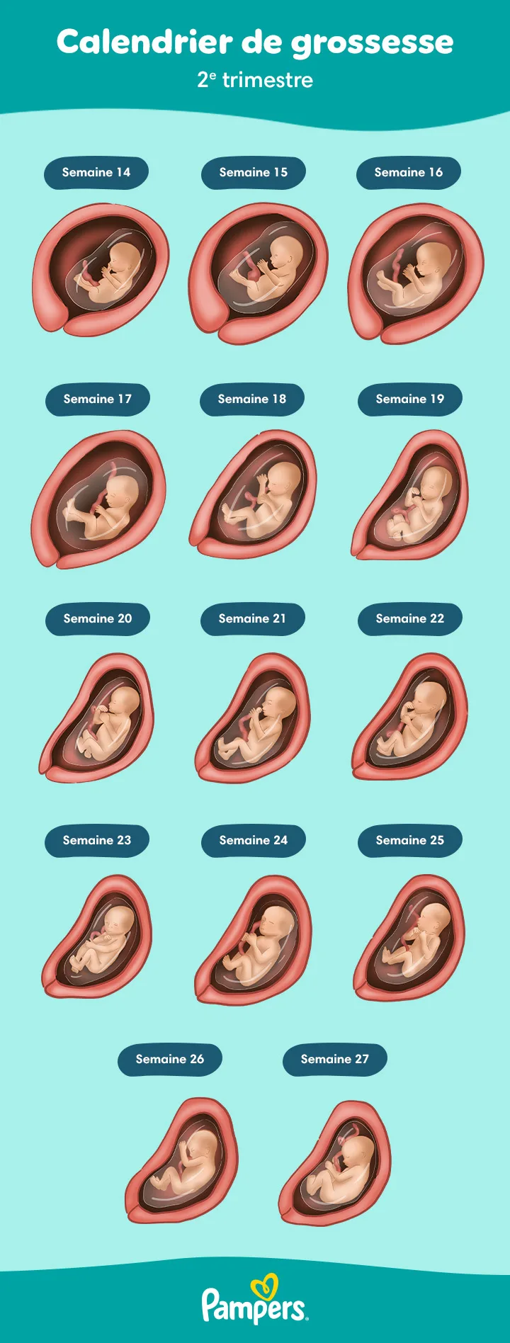 Quel Est Le Second Trimestre De Votre Grossesse – UAJET
