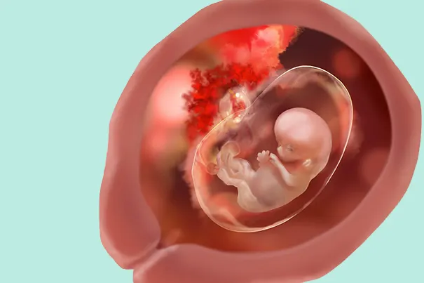 À quoi ressemble un embryon à 8 semaines de grossesse (10 SA)