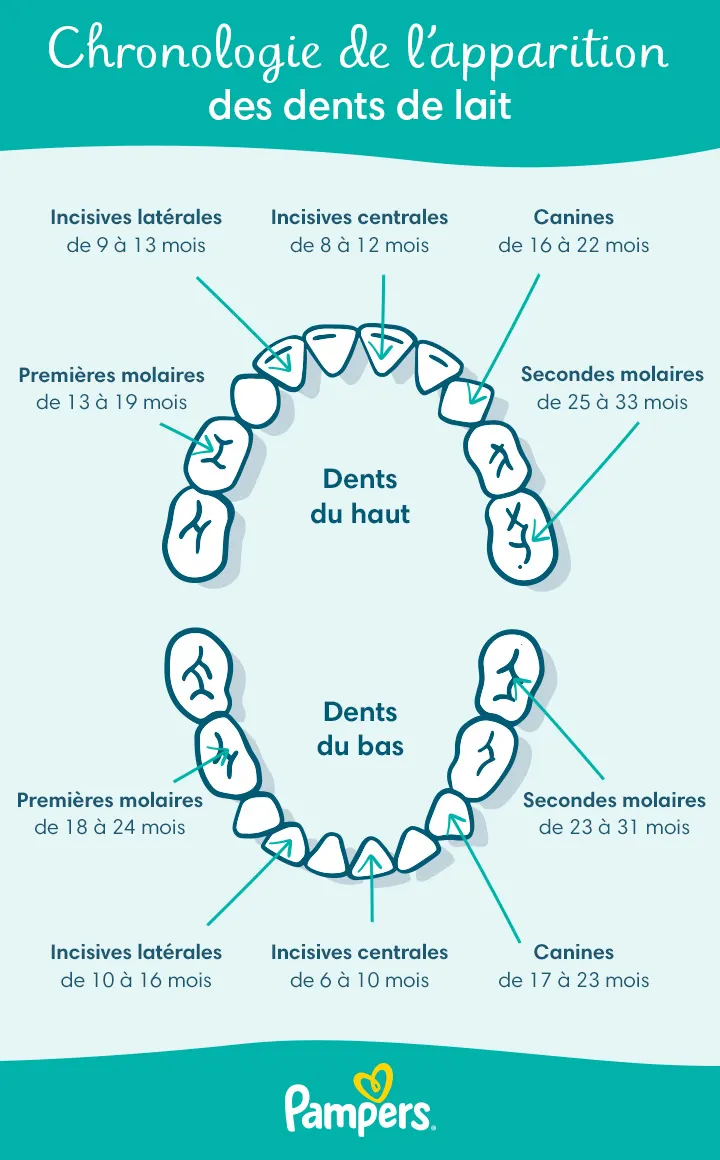 Chronologie de l’apparition des dents de lait
