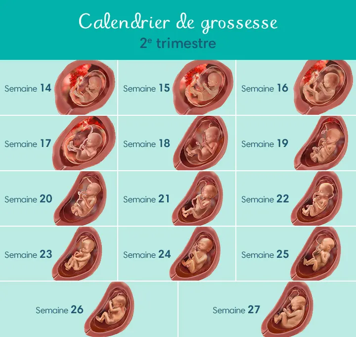 Calendrier de grossesse - Grossesse semaine par semaine