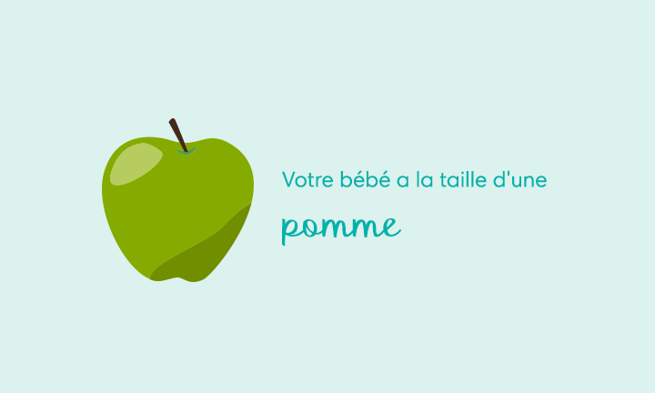 16 Semaines De Grossesse Pampers Fr