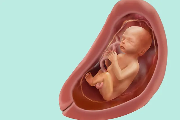 Un bébé après 24 semaines de grossesse (26 SA)