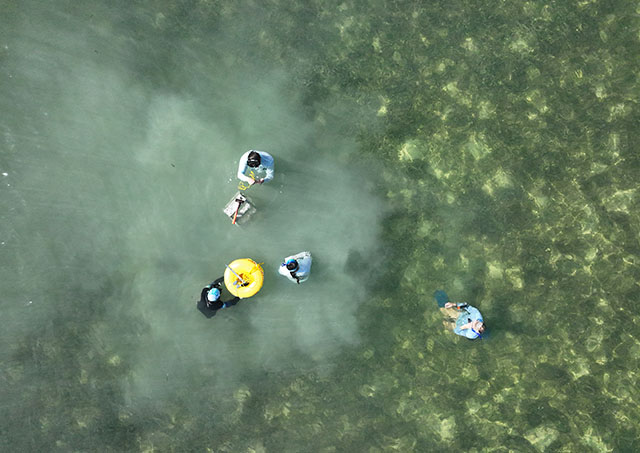 Image of scientists standing in shallow water with seagrass surrounding them
