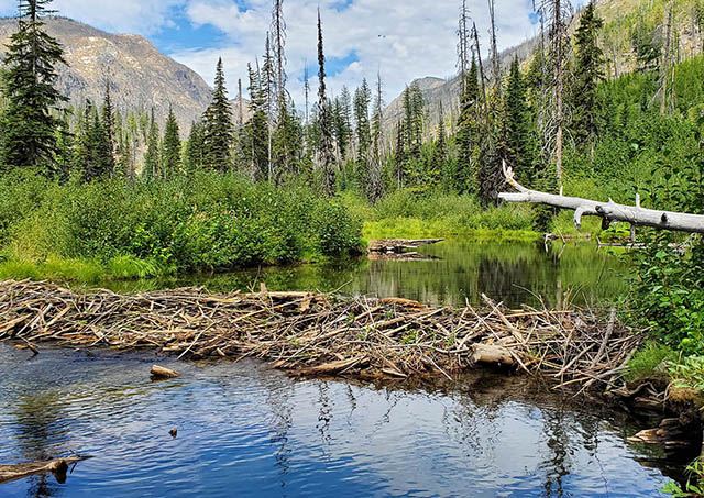 A beaver dam made of logs and sticks is built over a river with forest and mountains in the background