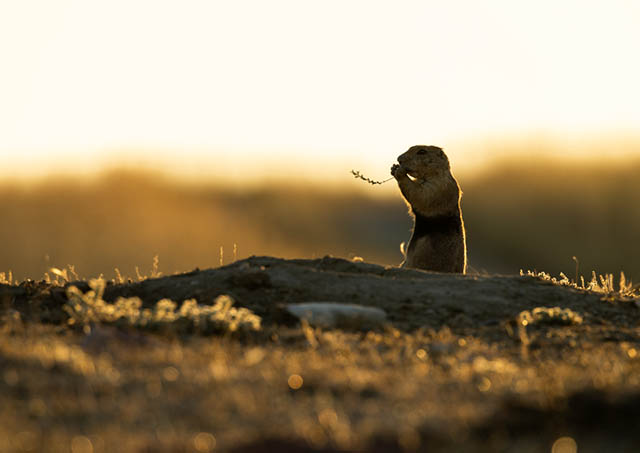 A prairie dog, a small, furry creature, eats a grass sprig while sitting on top of its burrow.  