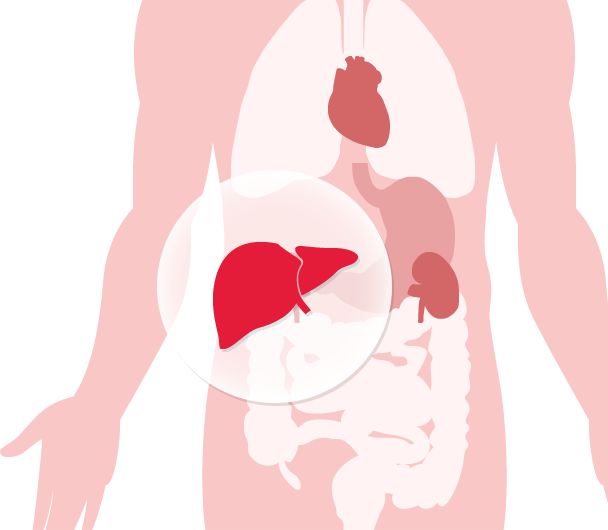 Diagramme des organes humains avec le foie en surbrillance
