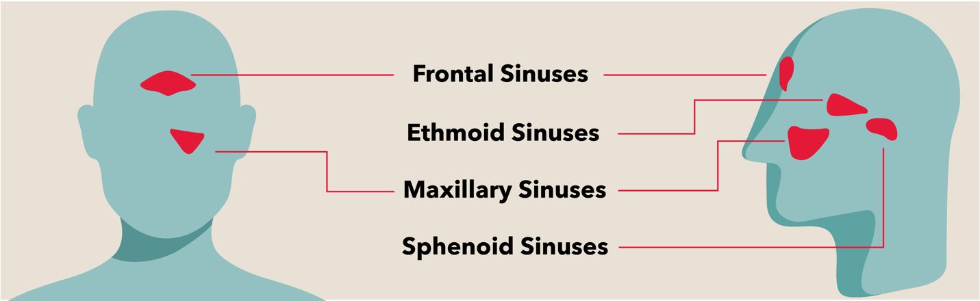 All About Sinuses