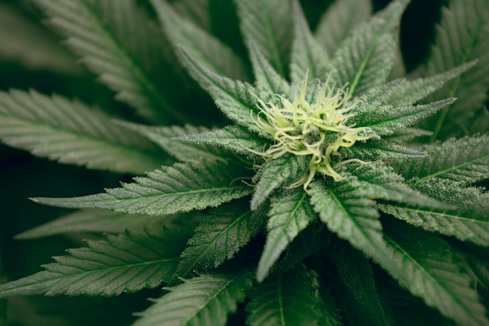 Building a centralized e-commerce platform to manage distributed cannabis storefronts
