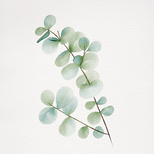 Eucalyptus on a watercolour background