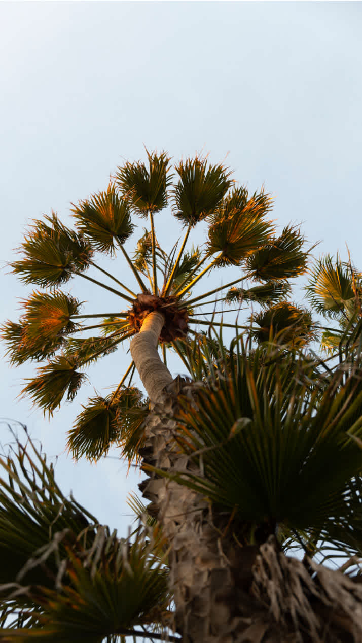 3_palm_tree