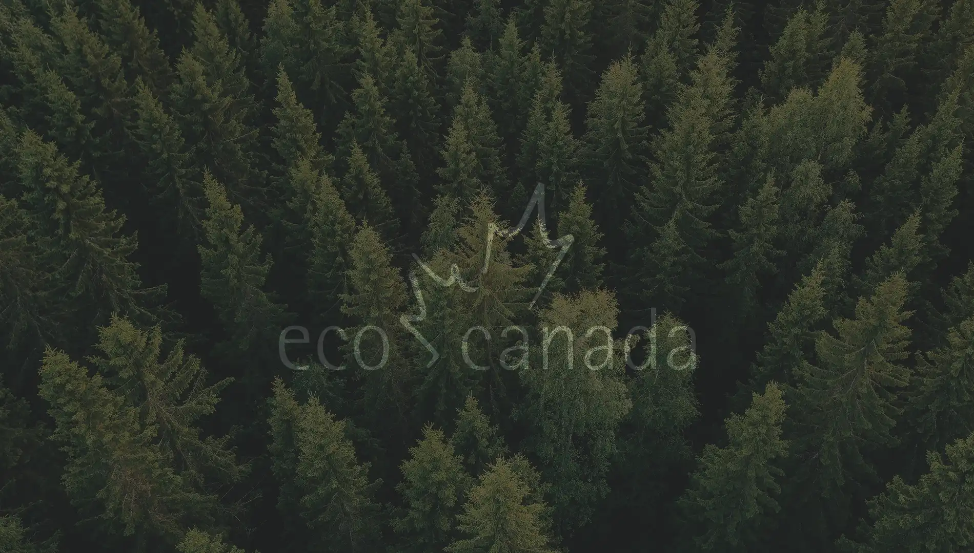 Aerial view of dense evergreen forest with tall pine trees, symbolizing sustainability and environmental focus.