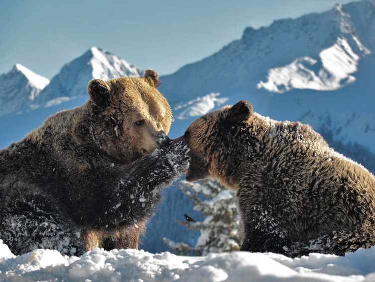 Due orsi giocano insieme nella neve nel Santuario degli orsi di Arosa.