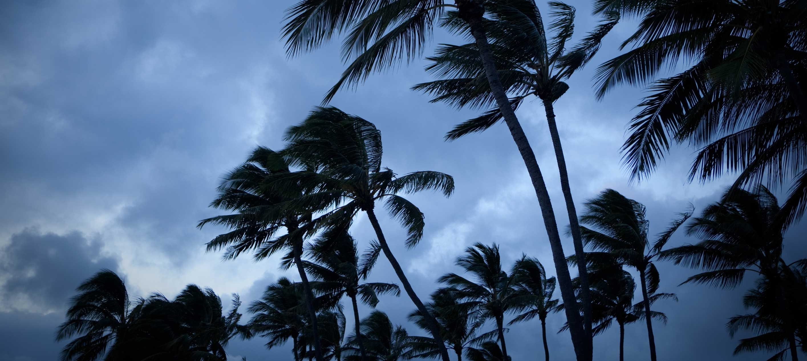 Wind-blown palm trees under stormy sky
