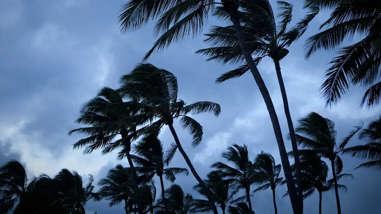 Wind-blown palm trees under stormy sky