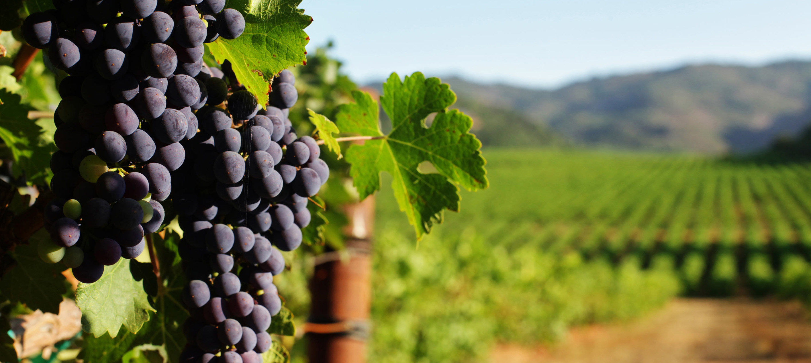 Grapes Farm