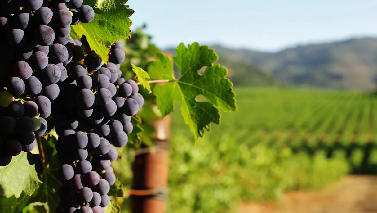 Grapes Farm