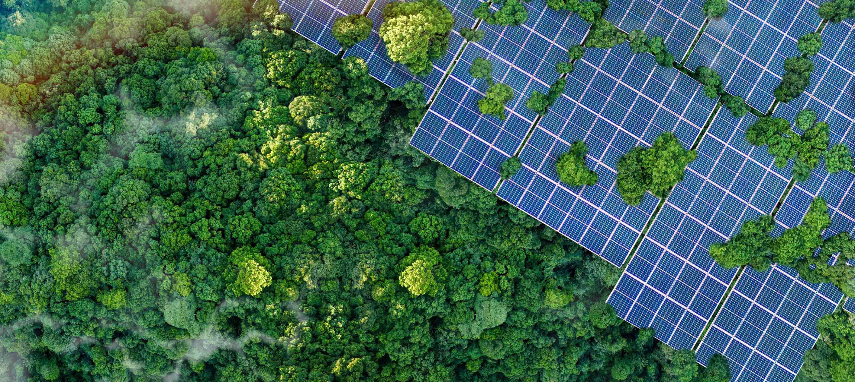 Aerial view of solar panels installed among a dense green tree canopy, viewed from directly above.