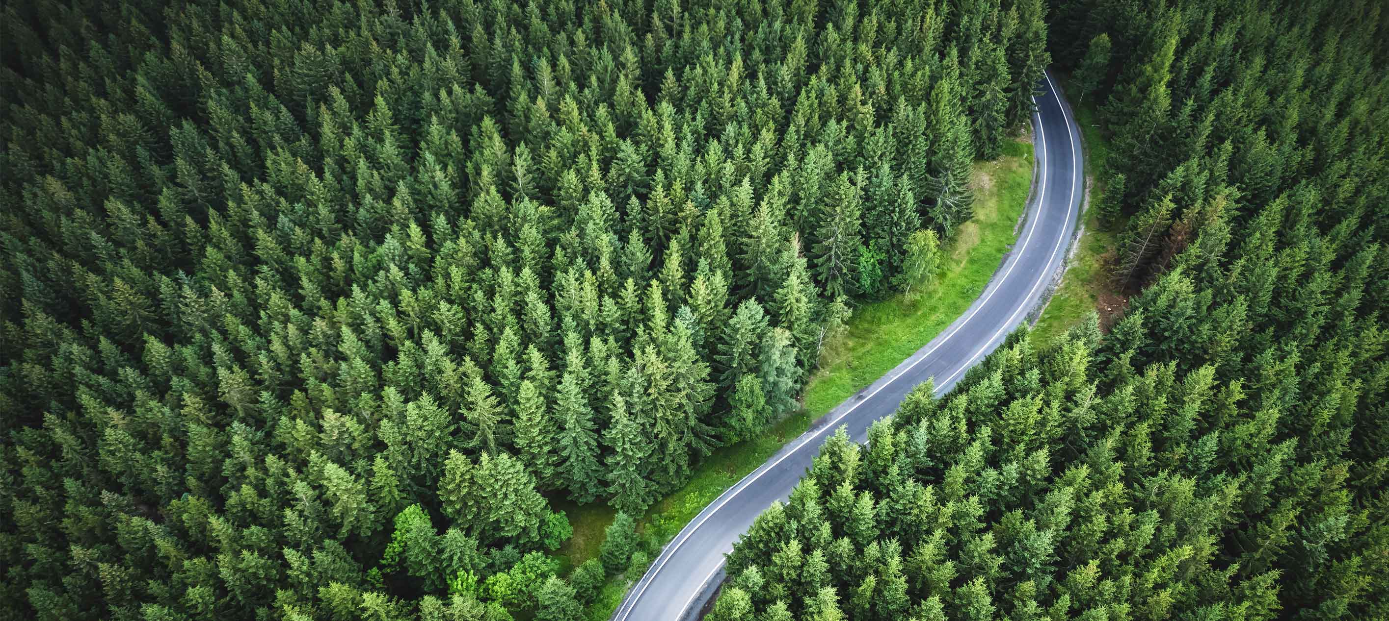 Road in Forest