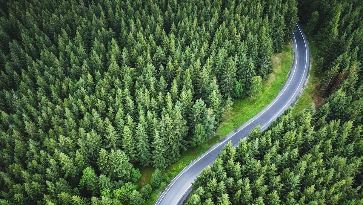 Road in Forest