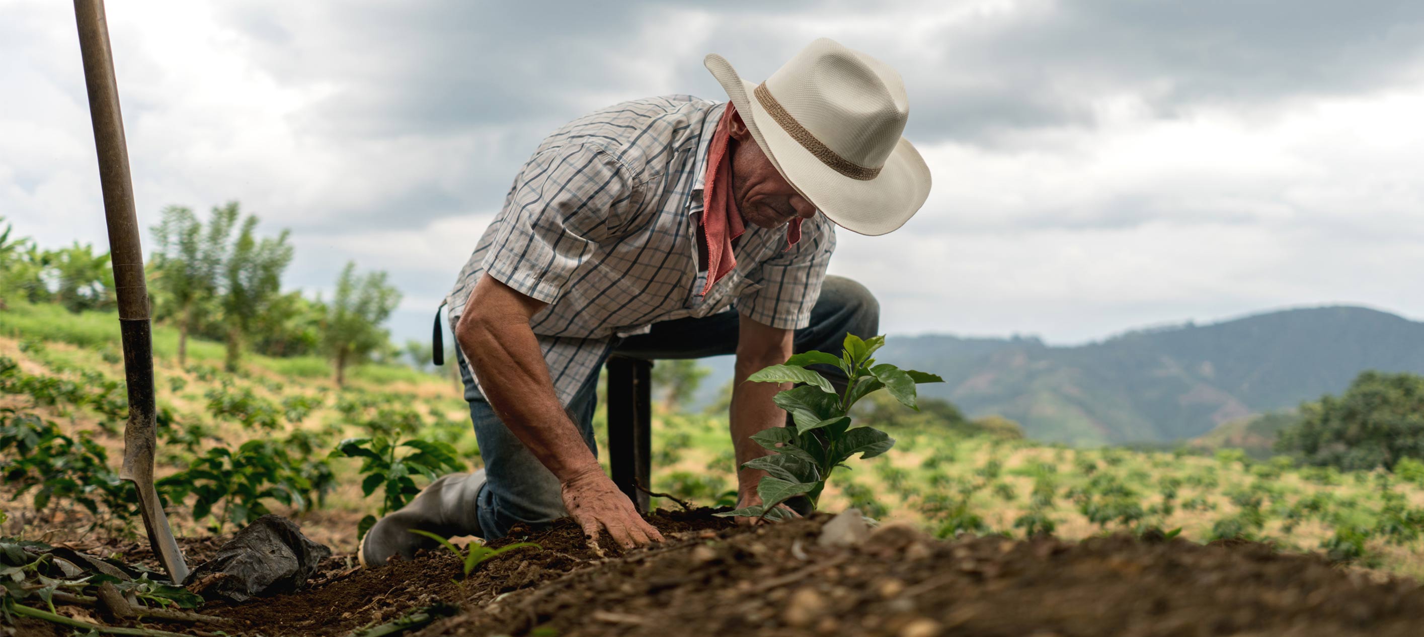 A farmer kneeling down among crops working.