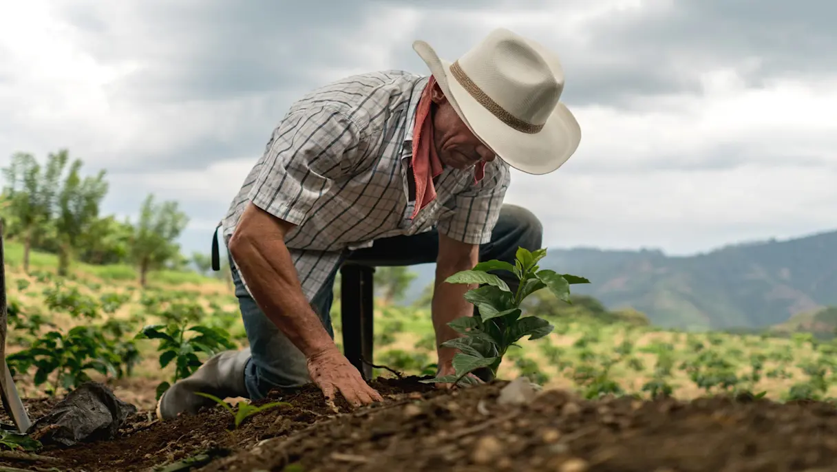 A farmer kneeling down among crops working.