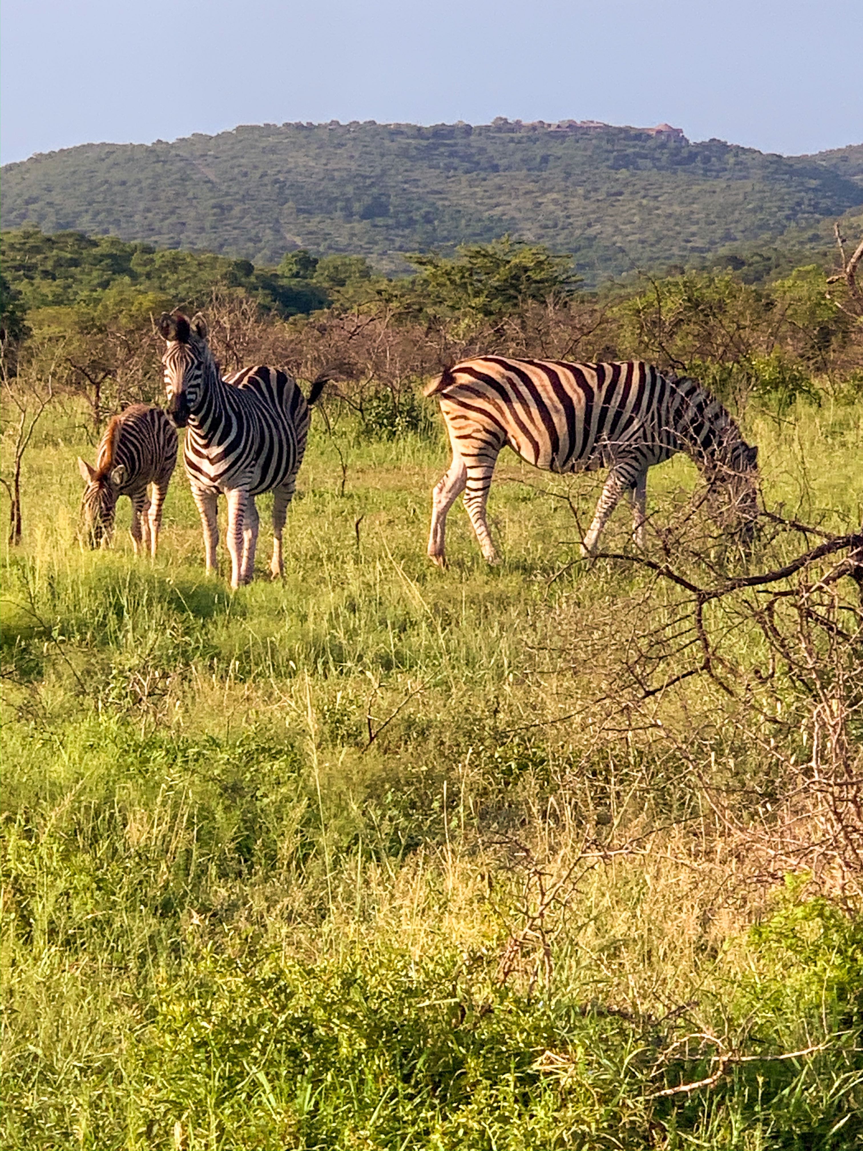 Ashley's Action-Packed South African Honeymoon