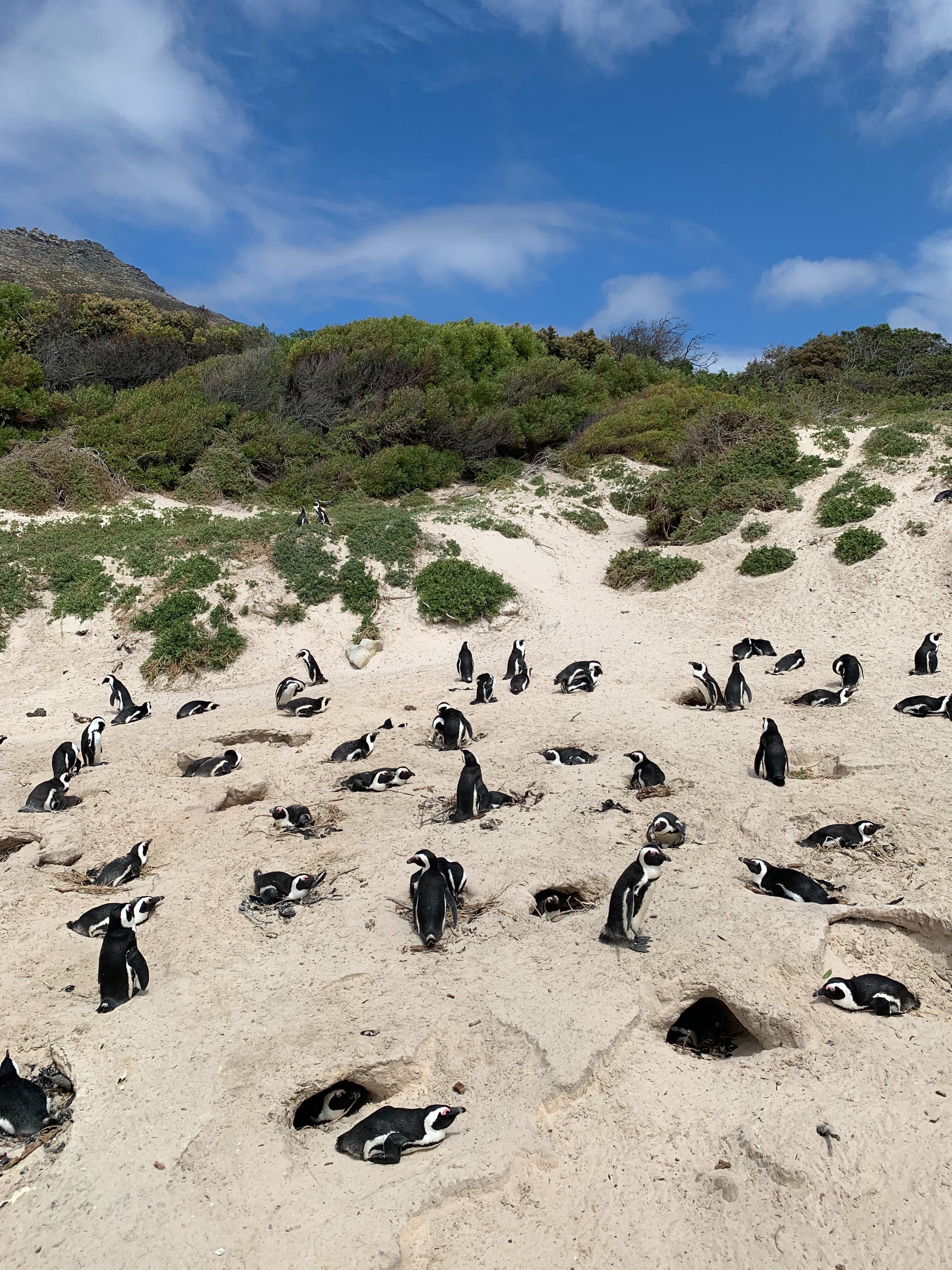 Ashley's Action-Packed South African Honeymoon