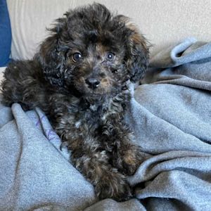 The Curly Dog Routine