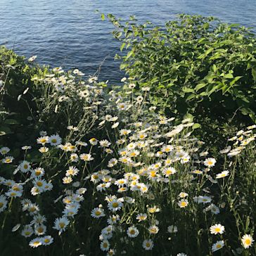 Or Gotham's Idyllic B&B Weekend In Maine