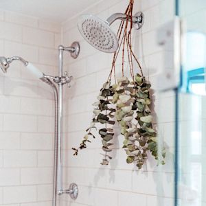 Are You Doing The Eucalyptus Shower The Right Way?