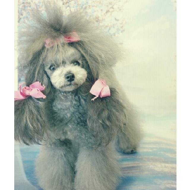 japanese poodle puppy