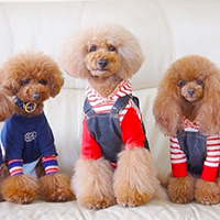 The Japanese Toy Poodle Movement That's Revolutionizing Instagram
