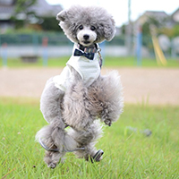 The Japanese Toy Poodle Movement That's Revolutionizing Instagram
