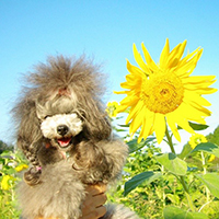 The Japanese Toy Poodle Movement That's Revolutionizing Instagram