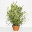 apartment-house-plants-1