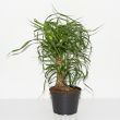 apartment-house-plants-2