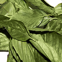 More Than A Breath Freshener