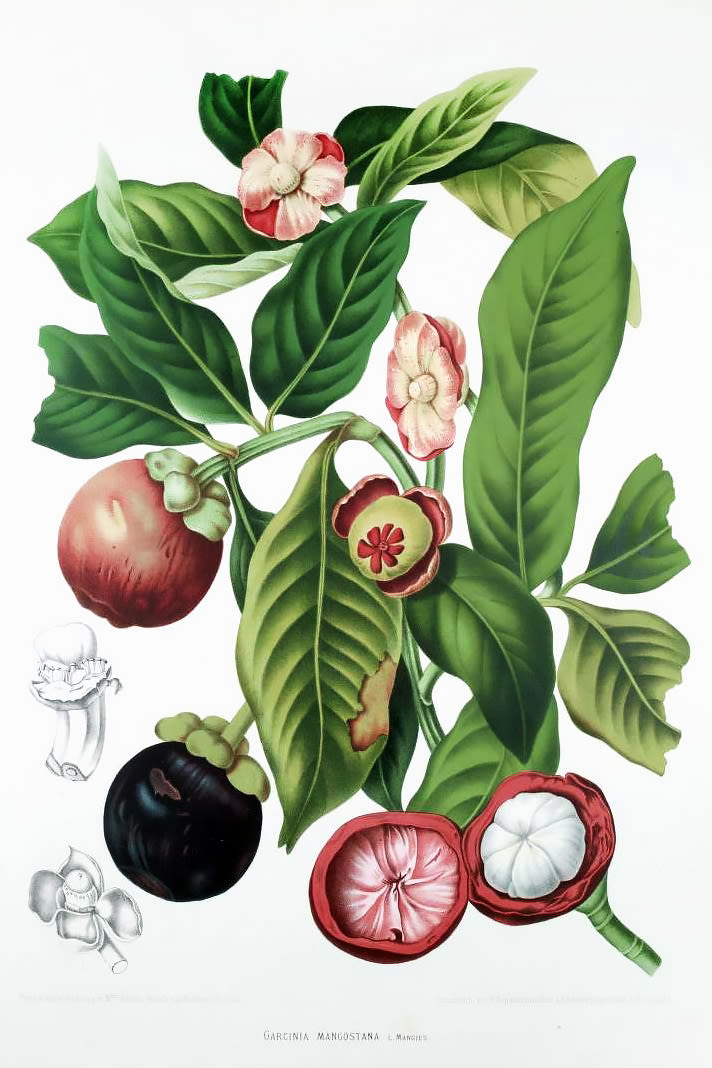 Download Ingredient To Know Mangosteen Into The Gloss Into The Gloss PSD Mockup Templates