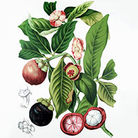 Ingredient To Know: Mangosteen
