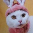 fashion cats rabbit ears