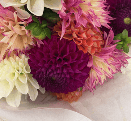 Dahlia en caroussel