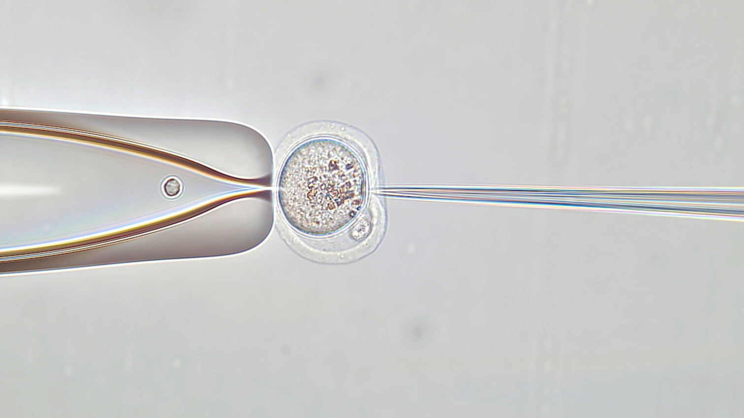 Injecting syntheric DNA into mouse embryo