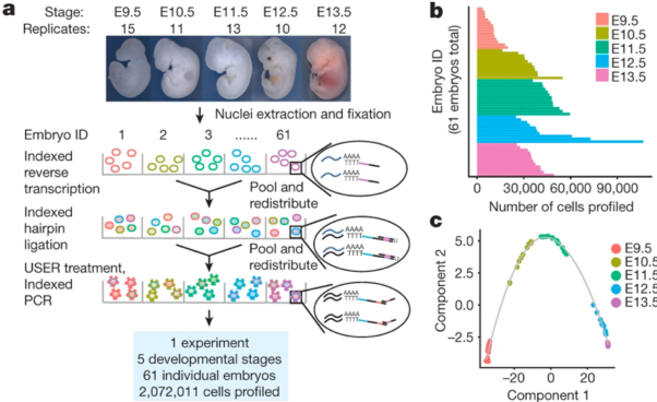 From The single-cell transcriptional landscape of mammalian organogenesis,” describing new methods in single-cell RNA sequencing.