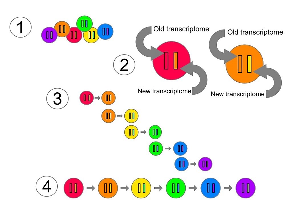 Comparison of transcriptomes