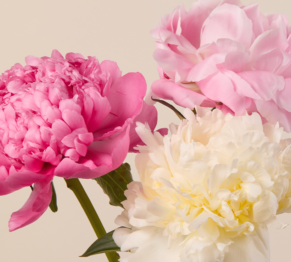 Peonies Image (1)