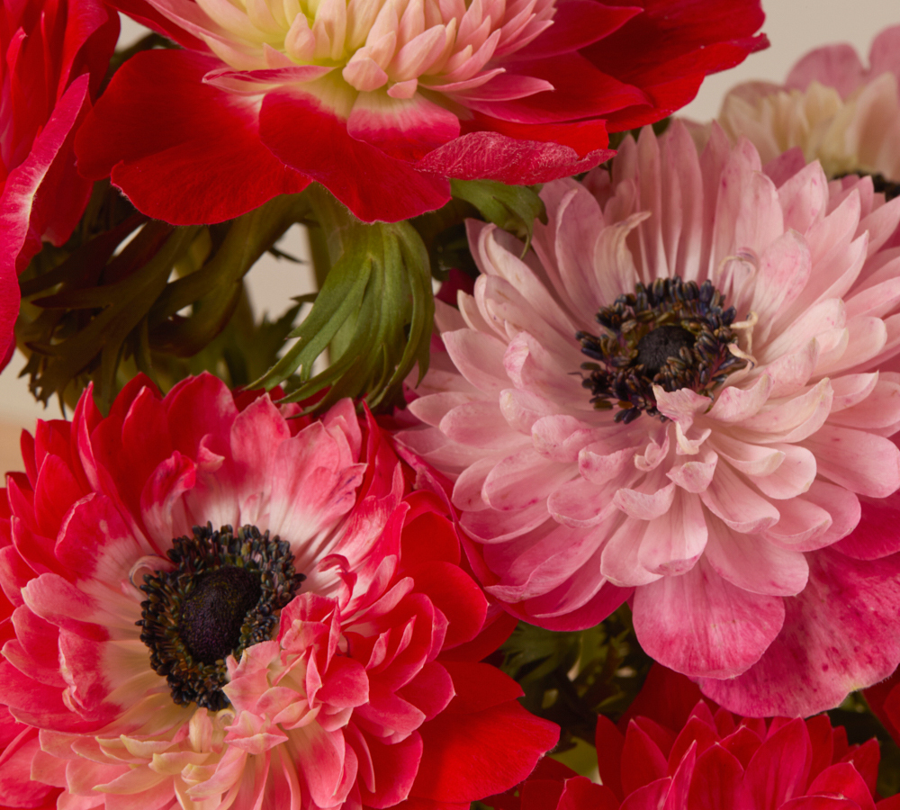 SBB SpecialCollections 1000x900