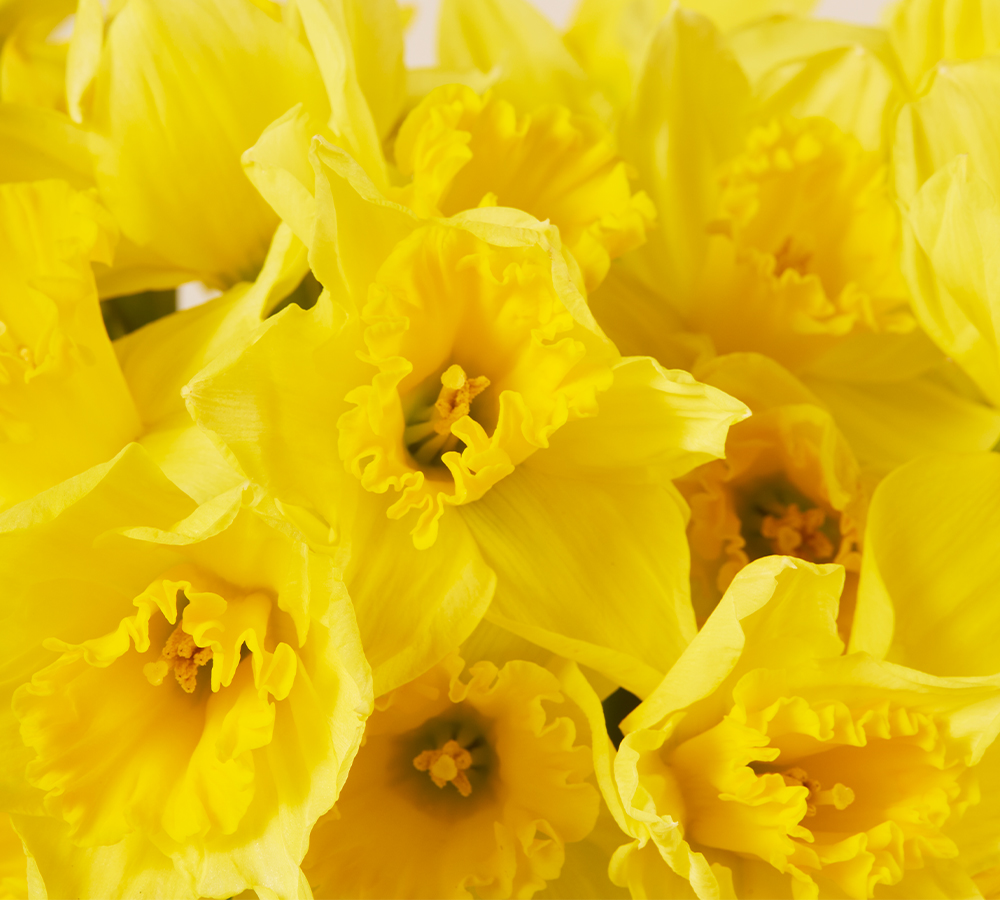 CTACards CI GoldenDaffodils