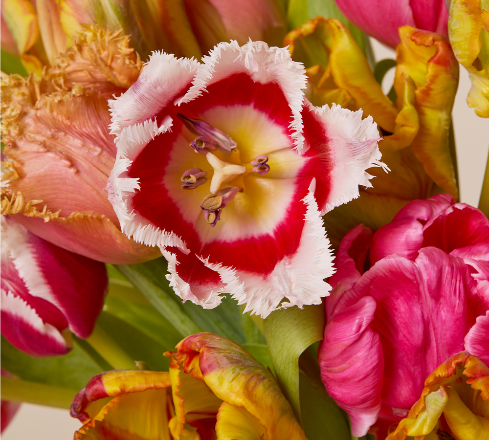 CTACards CI FarmersChoiceFancyTulips