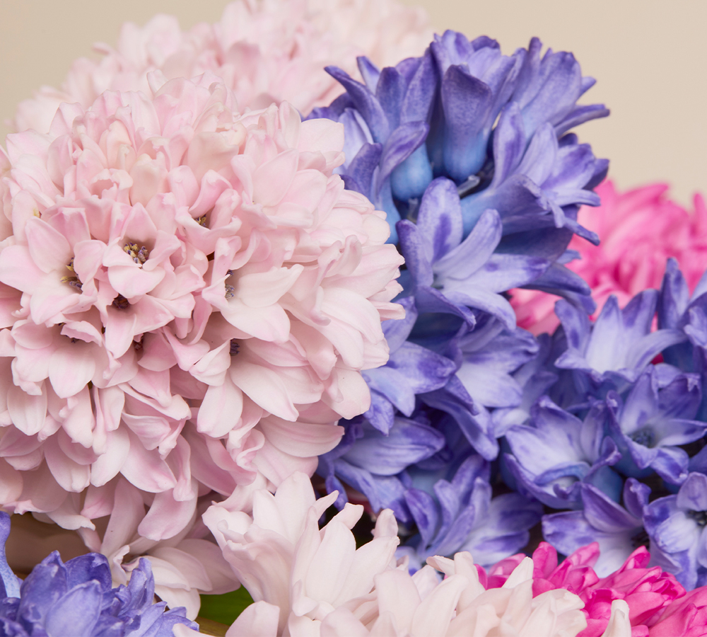 CTACards CI SpringHyacinth