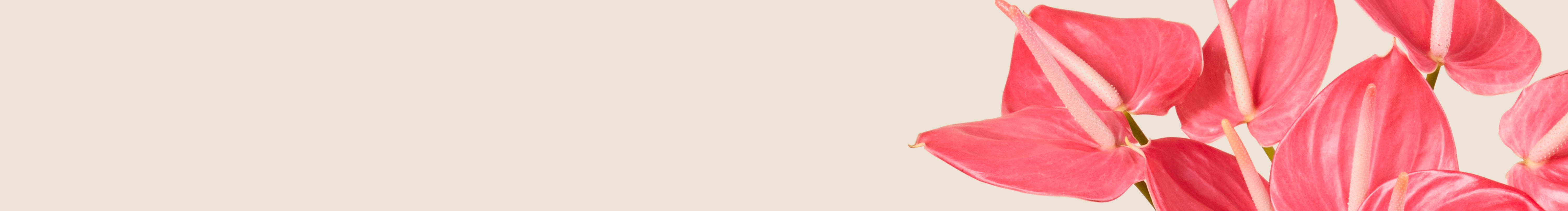 category-banner-img